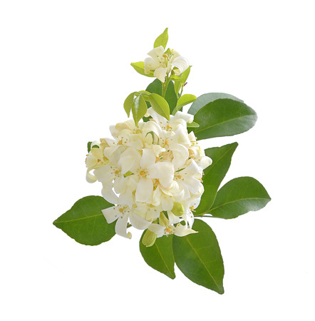 Andaman satinwood isolated on white backgroundの写真素材