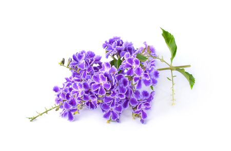 purple flowers  isolated on a white background.の写真素材