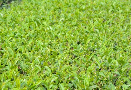 Green tea bud and leaves.の写真素材