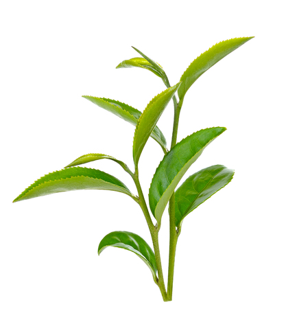 green tea leaf isolated on white backgroundの写真素材