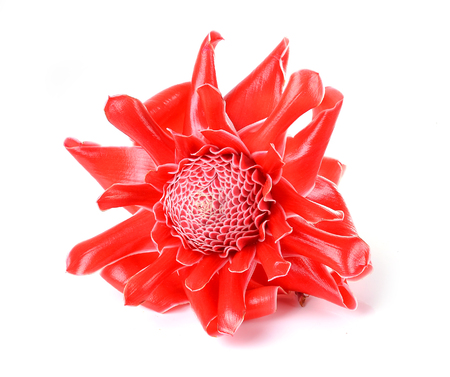 Red flower of etlingera elatiorの写真素材