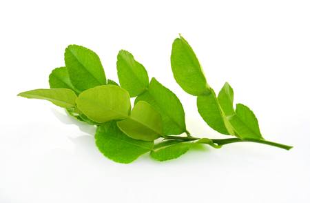 Kaffir lime on white backgroundの写真素材