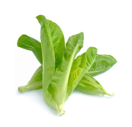 Organic lettuce  isolated on a white backgroundの写真素材