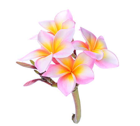 Frangipani flower isolated on whiteの写真素材