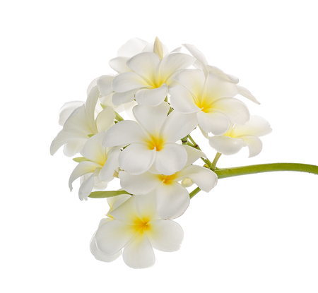 Frangipani flowerの写真素材