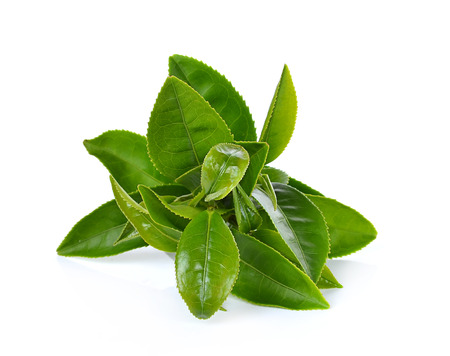 Green tea leaf isolated on white backgroundの写真素材