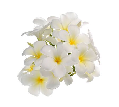 Frangipani flowerの写真素材