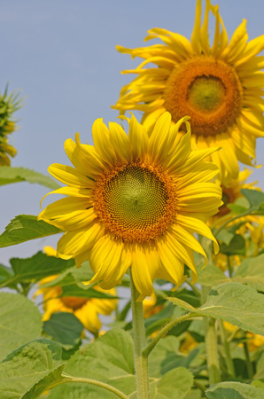 Beautiful sunflower against blue skyの写真素材