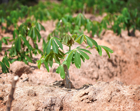 cassava treeの写真素材