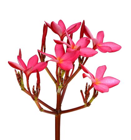 Frangipani flower isolated on whiteの写真素材