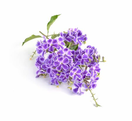 purple flowers  isolated on a white background.の写真素材