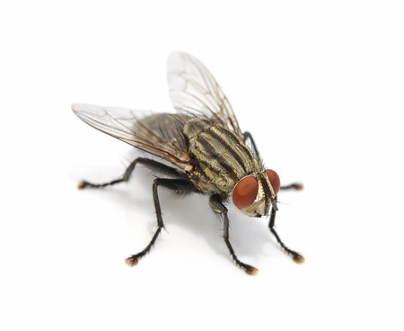 fly on a white backgroundの写真素材