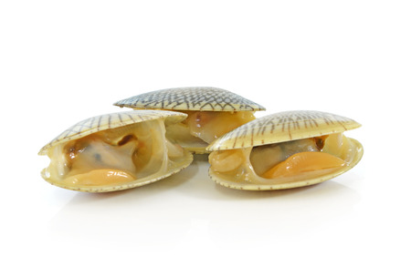 Clams on white backgroundの写真素材