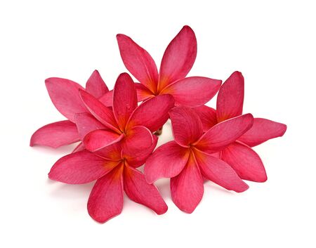 Tropical flowers frangipani (plumeria) isolated on white backgroundの写真素材