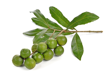 macadamia nuts on white backgroundの写真素材