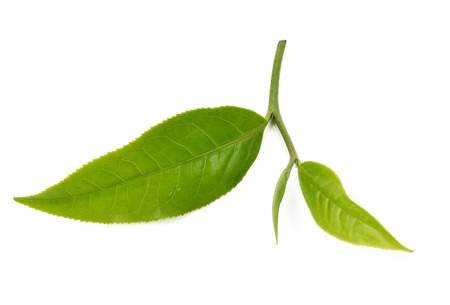 Green tea leaf isolated on white backgroundの写真素材