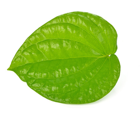 Betel on isolated background.の写真素材
