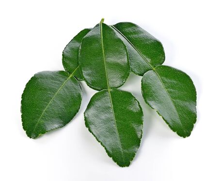 Kaffir lime leaves.の写真素材