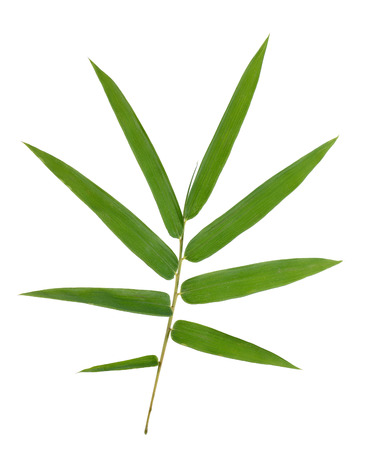 bamboo leaves isolated on white backgroundの写真素材