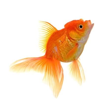 Goldfish on White Backgroundの写真素材