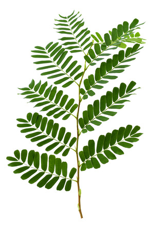 Tamarind leaf isolated on whiteの写真素材