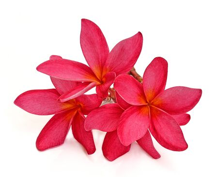 Frangipani flower isolated on whiteの写真素材