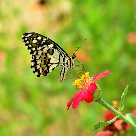 Butterfly on flowerの写真素材