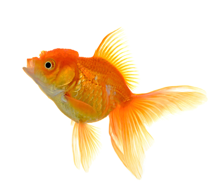 Goldfish on White Backgroundの写真素材