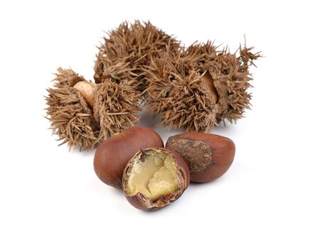 chestnuts on white backgroundの写真素材