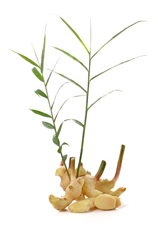 Fresh ginger isolated on white backgroundの写真素材
