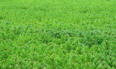 cassava treeの写真素材