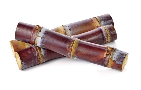 sugarcane isolated on white backgrounの写真素材