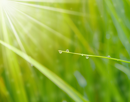 Dew drops close upの写真素材