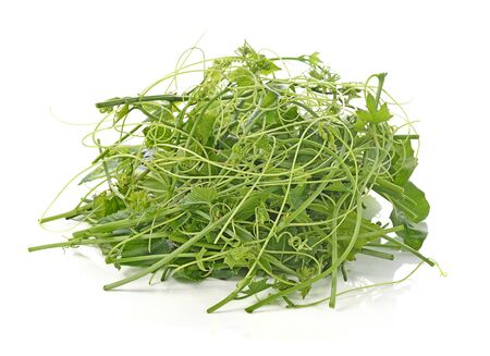 Ivy Gourd on whaite backgroundの写真素材