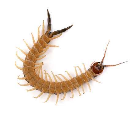 centipede on white backgroundの写真素材