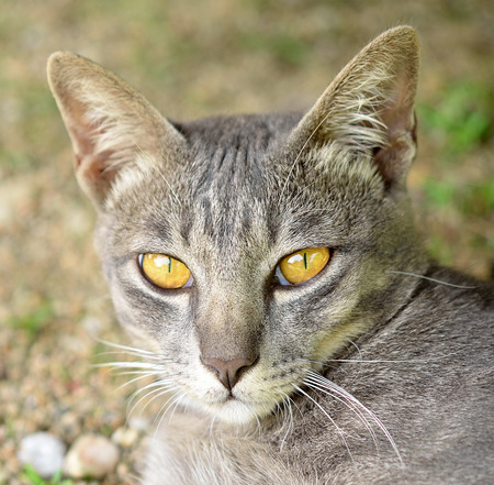 Cat Looking At Cameraの写真素材