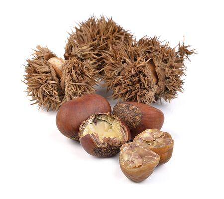 chestnuts on white backgroundの写真素材