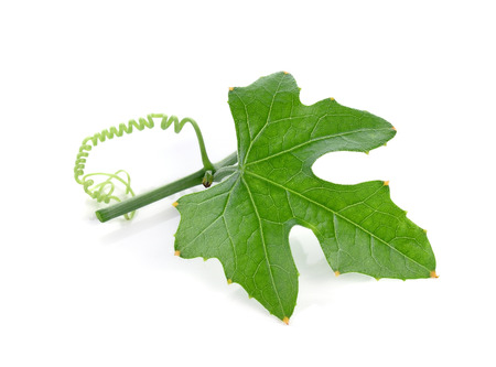 Ivy Gourd on whaite backgroundの写真素材