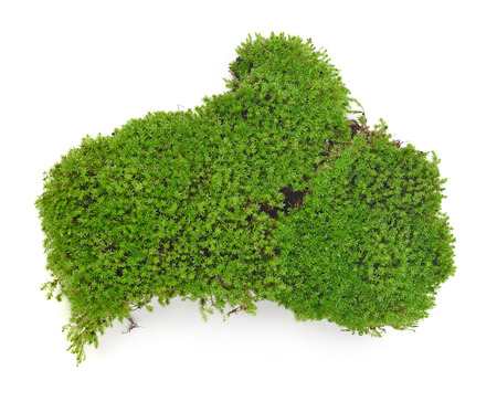 Green moss isolated on white bakgroundの写真素材