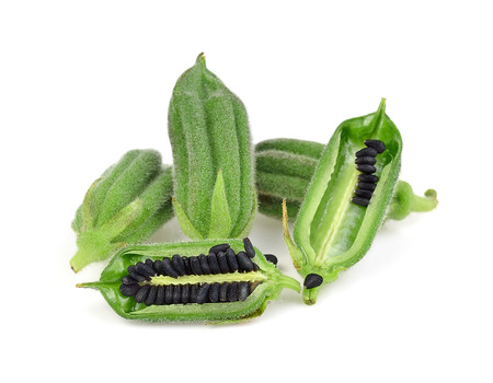 Black Sesame Seeds isolated on white background.の写真素材