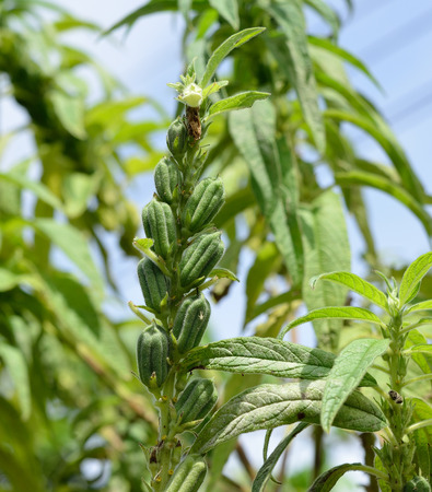 Sesame growth in the fieldsの写真素材