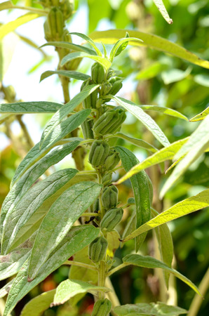 Sesame growth in the fieldsの写真素材