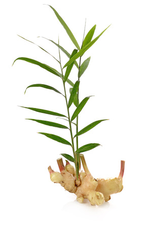 Fresh ginger isolated on white backgroundの写真素材