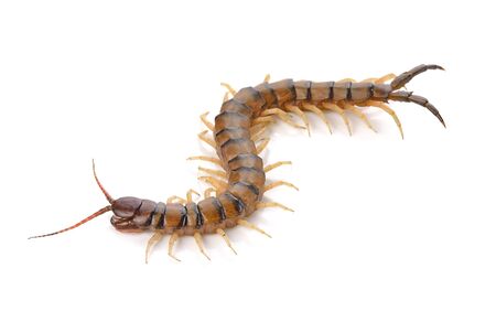 centipede on white backgroundの写真素材