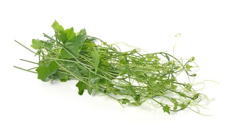 Ivy Gourd on whaite backgroundの写真素材
