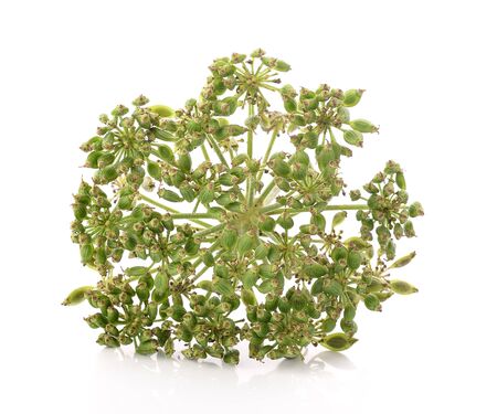 fresh dill seeds on white backgroundの写真素材