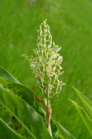 Galanga flowerの写真素材