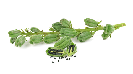Black Sesame Seeds isolated on white background.の写真素材