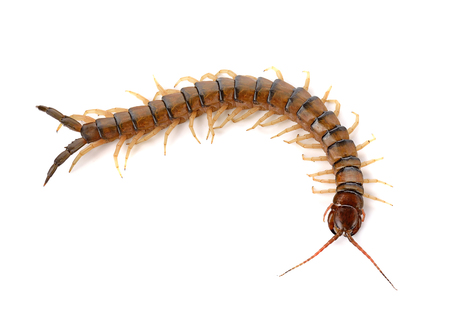 centipede on white backgroundの写真素材