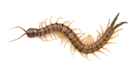 centipede on white backgroundの写真素材